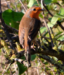 Erithacus rubecula