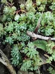 Sedum pallidum