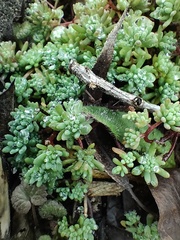 Sedum pallidum