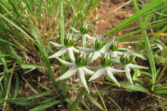 Asclepias eminens
