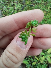Sedum pallidum