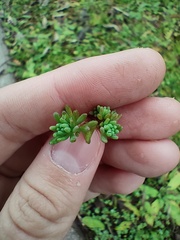 Sedum pallidum