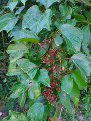 Cissus gossypiifolia