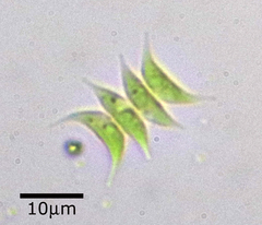 Tetradesmus lagerheimii