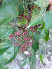 Cissus gossypiifolia