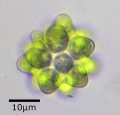 Coelastrum astroideum