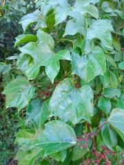 Cissus gossypiifolia