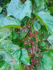 Cissus gossypiifolia