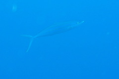 Elagatis bipinnulata