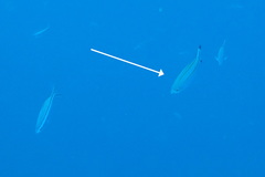 Pterocaesio digramma