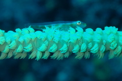 Bryaninops