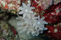 Clavularia