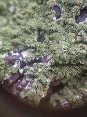 Melanohalea elegantula