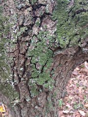 Melanohalea elegantula