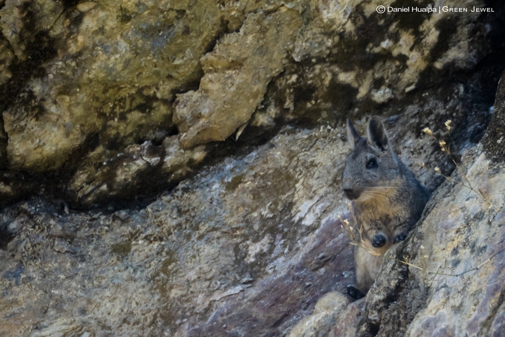 Ecuadorean Mountain Viscacha
