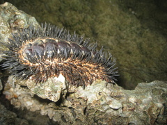 Acanthopleura spinosa