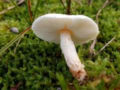 Lepiota erminea
