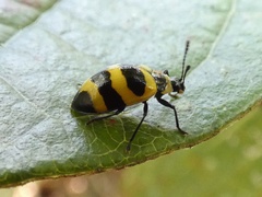 Oligocorynus jansoni