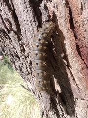 Heliconisa pagenstecheri