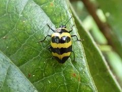 Oligocorynus jansoni