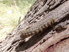 Heliconisa pagenstecheri