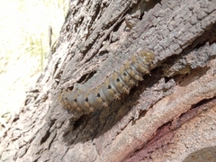 Heliconisa pagenstecheri