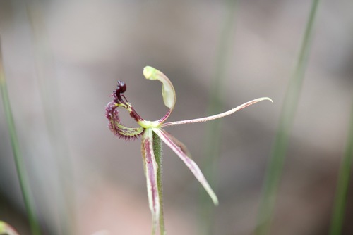 Image of Caladenia barbarossa by (c) Ruth Clark, some rights reserved (CC BY)