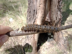 Heliconisa pagenstecheri
