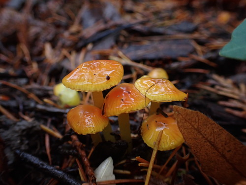 Glutinous Waxcap