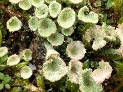 Cladonia pocillum