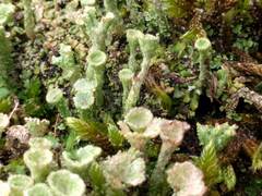 Cladonia pocillum