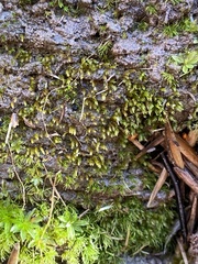 Dicranella rufescens