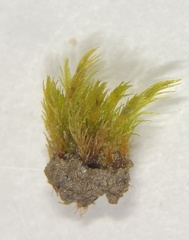 Dicranella rufescens