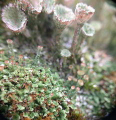 Cladonia pocillum
