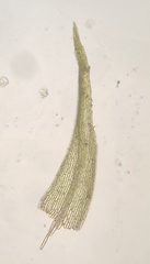 Dicranella rufescens