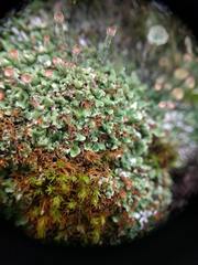 Cladonia pocillum