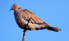 Streptopelia decaocto