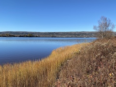 Dicranella rufescens