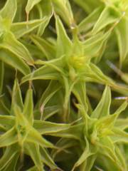 Syntrichia ruraliformis