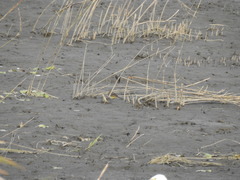 Motacilla tschutschensis