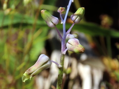 Lachenalia hirta
