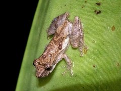 Scinax perpusillus