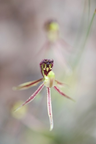 Image of Caladenia barbarossa by (c) Ruth Clark, some rights reserved (CC BY)