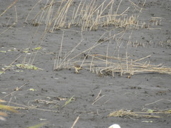 Motacilla tschutschensis