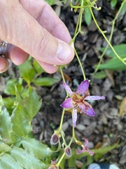 Tricyrtis formosana