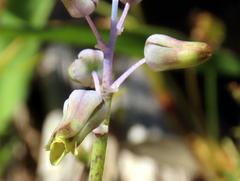 Lachenalia hirta