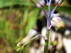 Lachenalia hirta