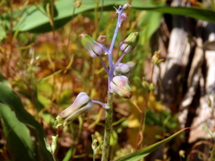 Lachenalia hirta