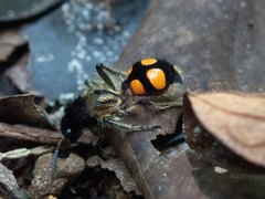 Traumatomutilla quadrinotata