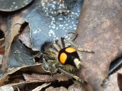 Traumatomutilla quadrinotata